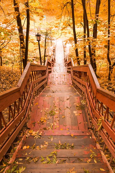 Деревянные лестницы с листьями в осеннем лесу — стоковое фото
