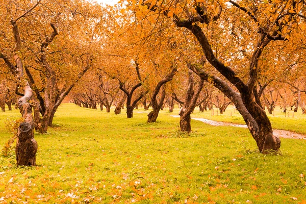 Färgglada lövverk i höstparken — Stockfoto