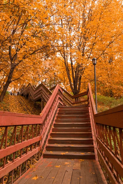 Деревянные лестницы с листьями в осеннем лесу — стоковое фото