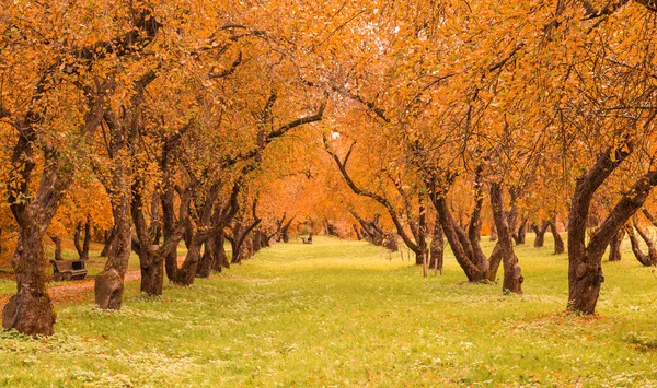 Красочная листва в осеннем парке — стоковое фото