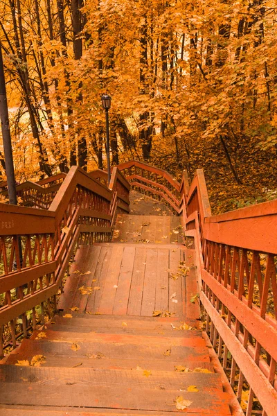 Дерев'яні сходи з листям в осінньому лісі — стокове фото