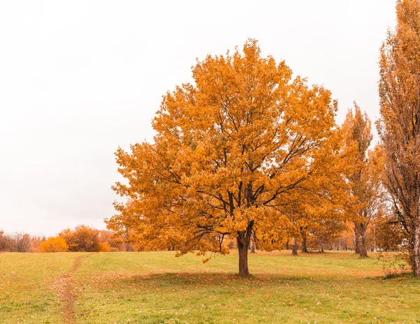 Árvore de outono em prado seco — Fotografia de Stock