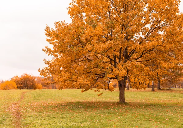 Autumn tree on dry meadow — Stock Photo, Image