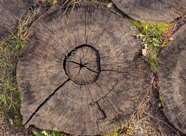 Árbol tocones textura fondo — Foto de Stock