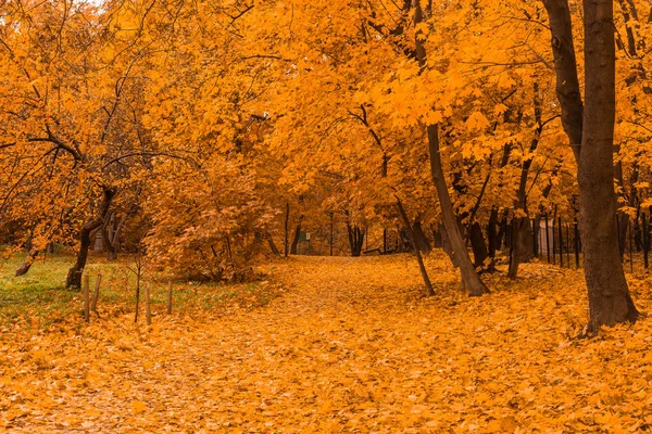 Colorful foliage in the autumn park — Stock Photo, Image