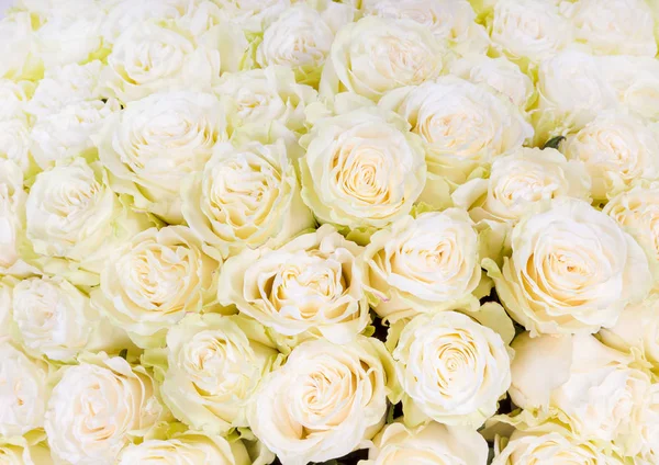 Many white roses as a floral background — Stock Photo, Image