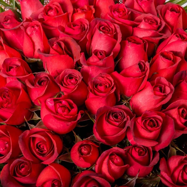 Fundo abstrato de flores. Close-up — Fotografia de Stock