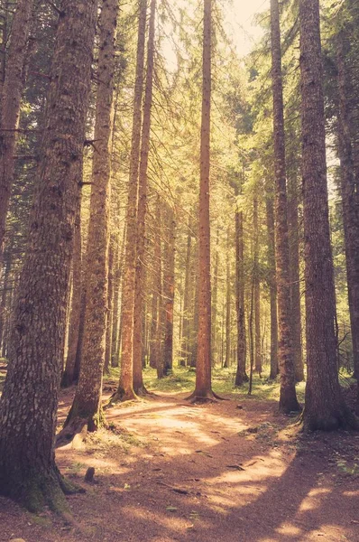 Floresta de pinheiro à luz do sol. Estilo retrô — Fotografia de Stock