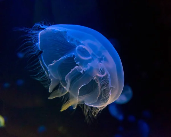 Medusa lunar em um aquário — Fotografia de Stock