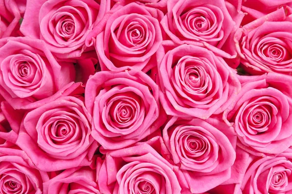 Imagen de fondo de rosas rosadas — Foto de Stock