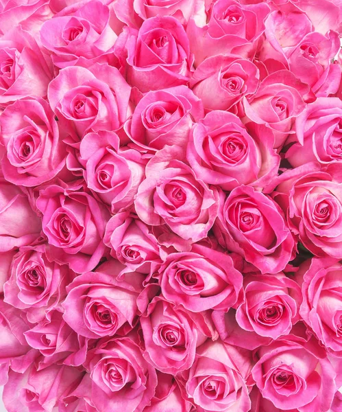 Hintergrundbild von rosa Rosen — Stockfoto
