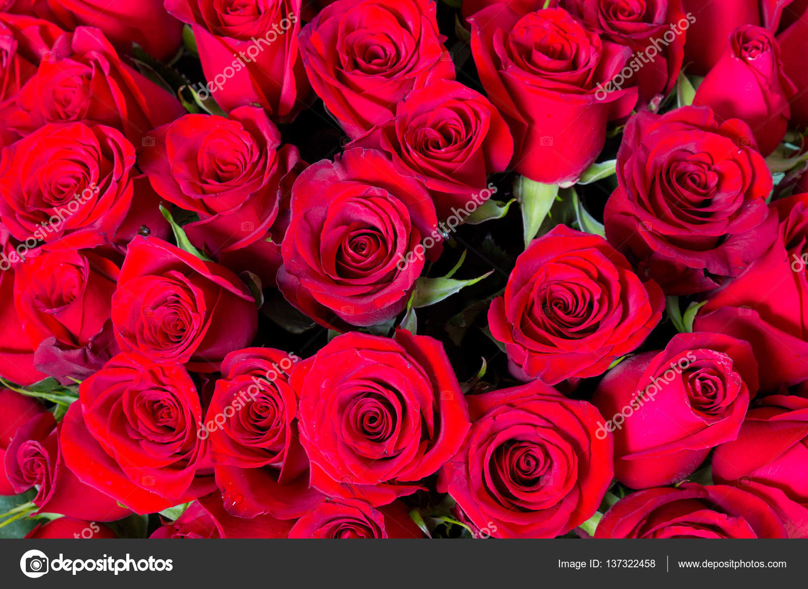 공원 신선한 근접 촬영 핑크에서 젊은 피는 장미 꽃봉오리 사진, 신선한, 확대, 분홍색 배경 일러스트 및 사진 무료 다운로드 -  Pngtree, image size:1600x1167