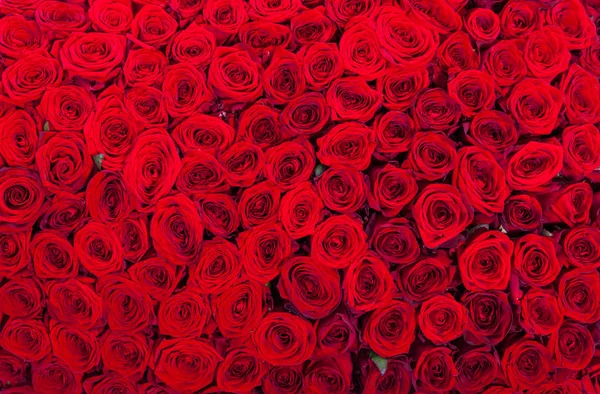 Bastante vermelho rosas naturais fundo sem costura — Fotografia de Stock