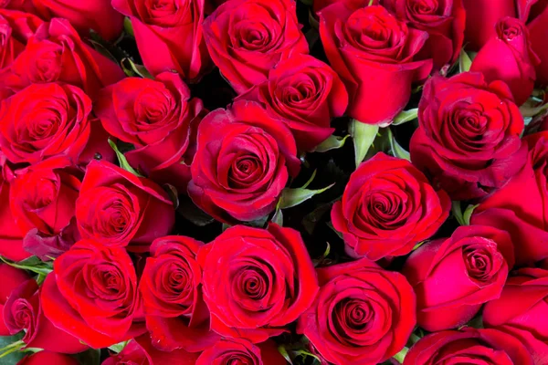 Un sacco di rose rosse naturali senza soluzione di continuità sfondo — Foto Stock