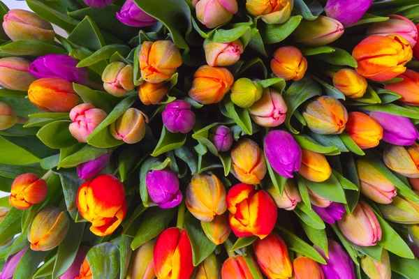 Bouquet of multicolor tulips. fresh spring flowers — Stock Photo, Image