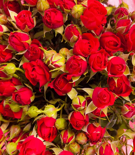 Un sacco di rose rosse naturali senza soluzione di continuità sfondo — Foto Stock