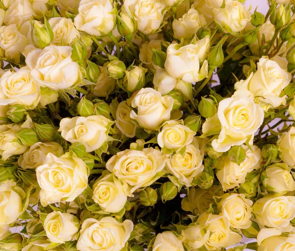Natural tan roses background — Stock Photo, Image