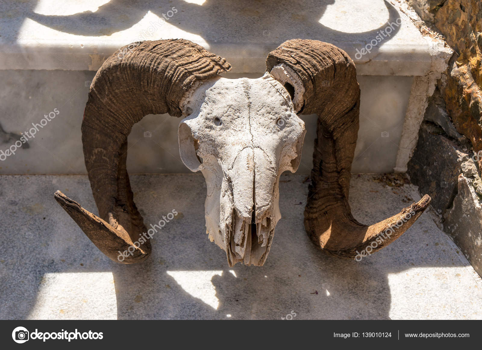 Rams head with full curl horns — Stock Photo © gilmanshin 139010124