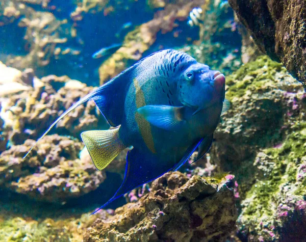 Foto de um peixe tropical no recife de coral — Fotografia de Stock