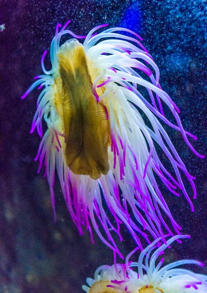 Blue sea anemone v akváriu — Stock fotografie