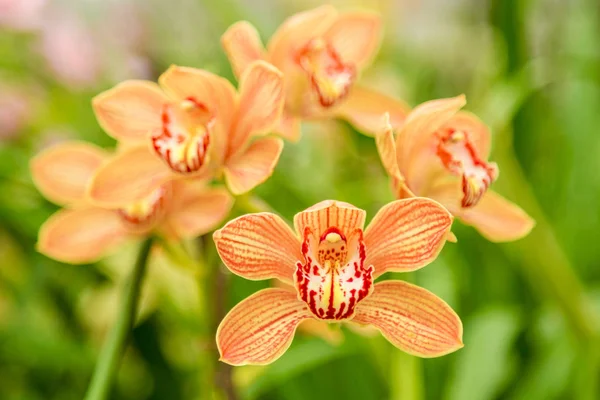 Bellissimo fiore di orchidea con sfondo naturale — Foto Stock