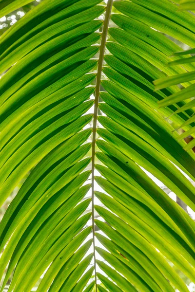 Palm leaves green background pattern — Stock Photo, Image