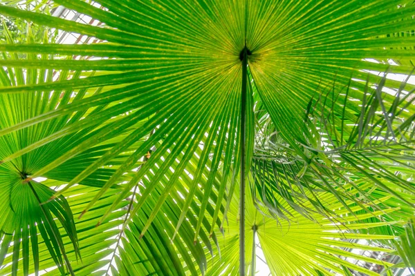 Foglie di palma verde modello di sfondo — Foto Stock