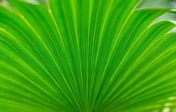 Texture of a green leaf as background — Stock Photo, Image