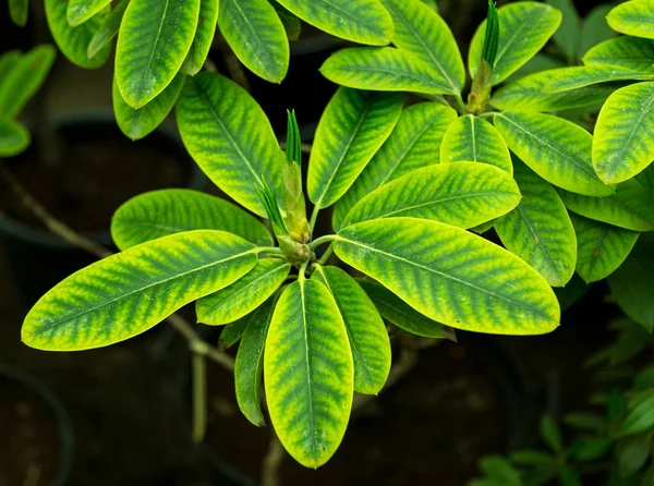 Green leaf texture. Leaf texture background — Stock Photo, Image