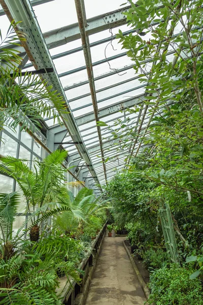 Interior of old tropic greenhouse — Stock Photo, Image