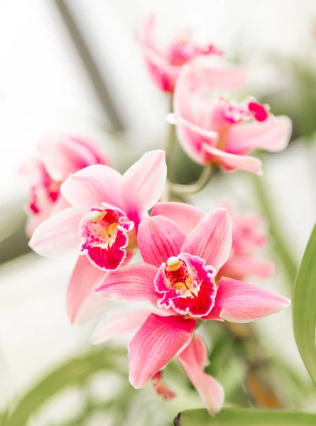 Gyönyörű orchidea virág természetes háttérrel — Stock Fotó