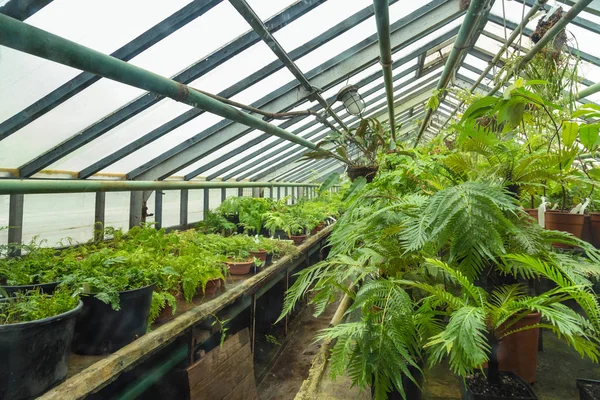 Interior of old tropic greenhouse — Stock Photo, Image