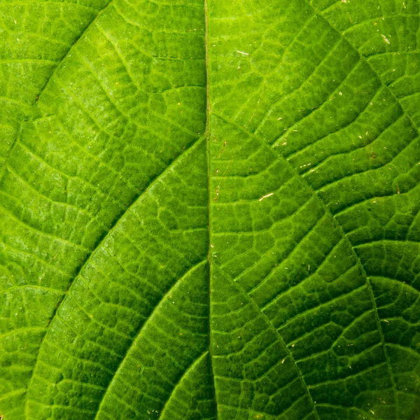 Textuur van een groen blad als achtergrond Stockfoto