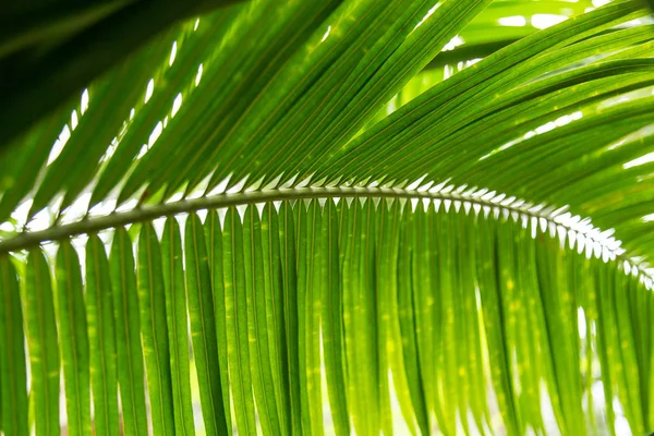 Palma deixa padrão de fundo verde — Fotografia de Stock