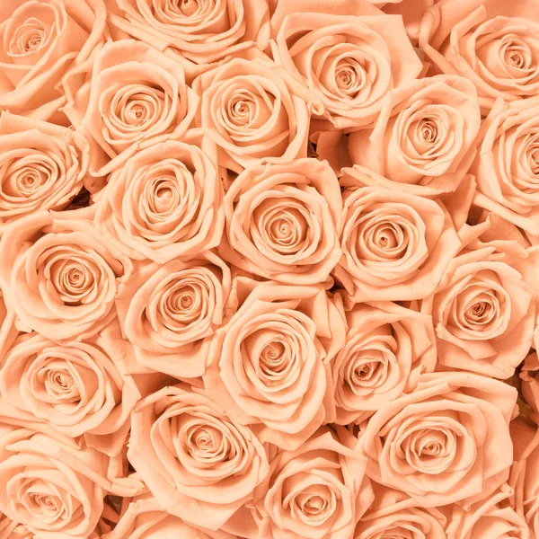 Tan och persika rosesbackground mönster — Stockfoto