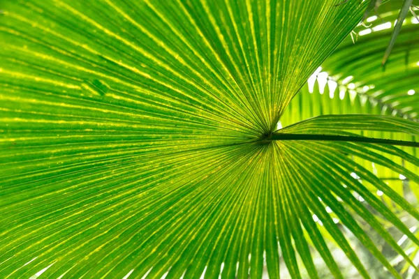Palma deixa padrão de fundo verde — Fotografia de Stock
