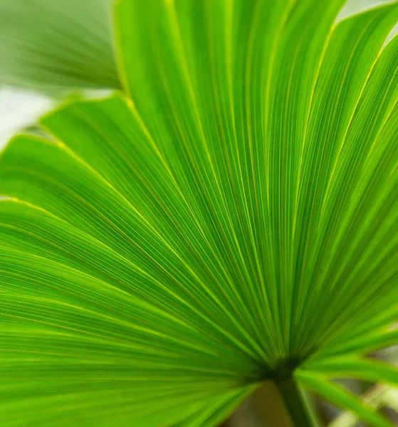 棕榈叶绿色的背景图案 — 图库照片