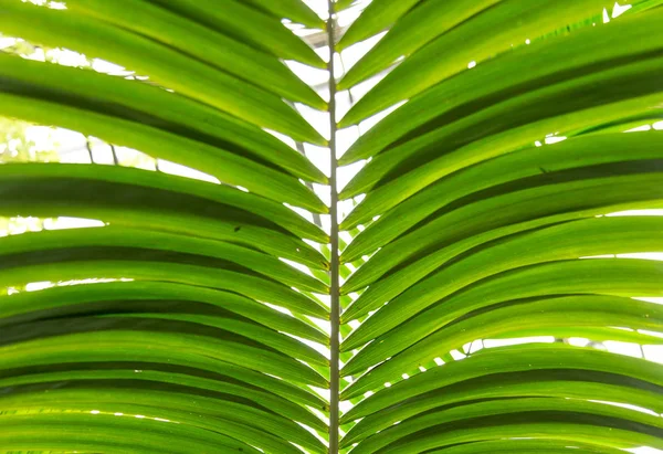 Palm leaves green background pattern — Stock Photo, Image