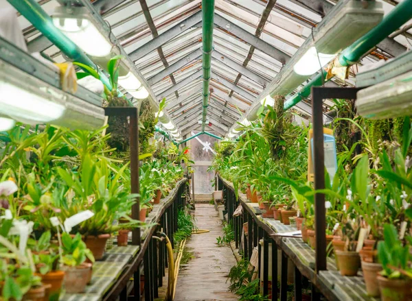 Interiör av gamla tropic växthus — Stockfoto