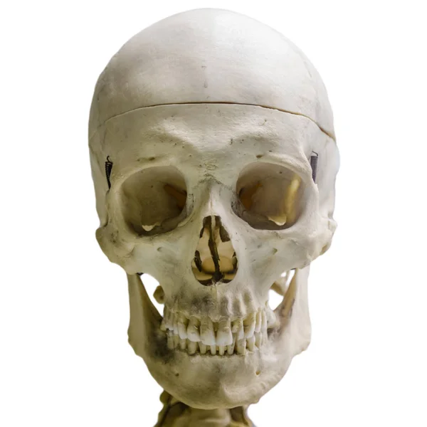 Crâne humain, isolé sur fond blanc — Photo