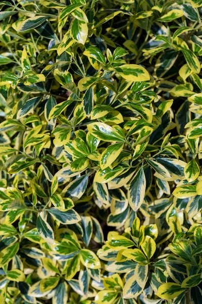 Green leaves background in sunny day — Stock Photo, Image