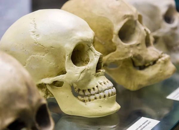 Old human skull in museum — Stock Photo, Image