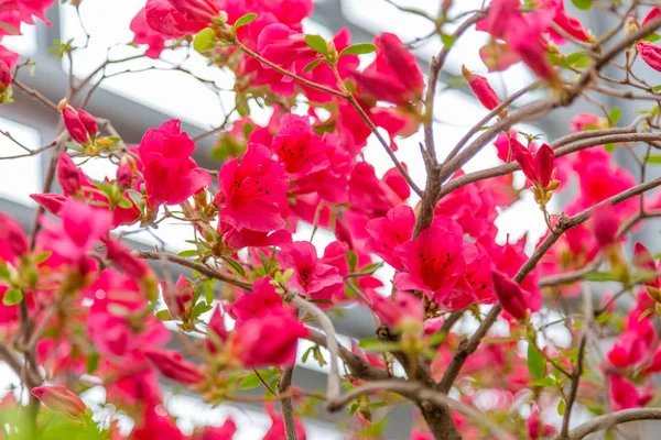 Frühling Kirsche blüht rosa Blüten — Stockfoto