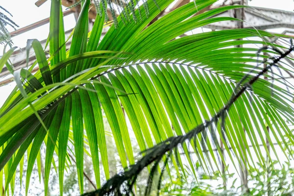 棕榈叶绿色的背景图案 — 图库照片