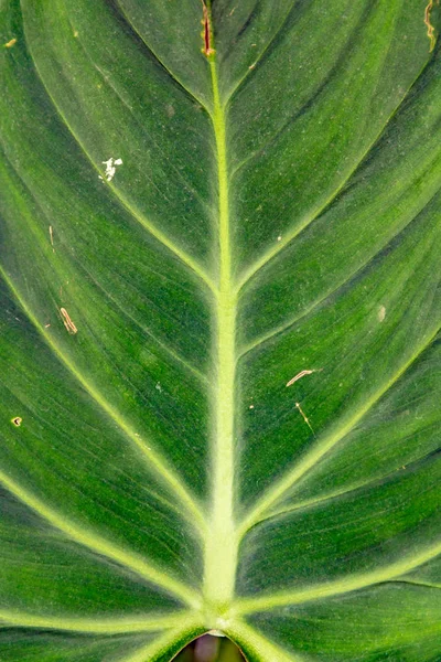 シュロの葉緑の背景パターン — ストック写真
