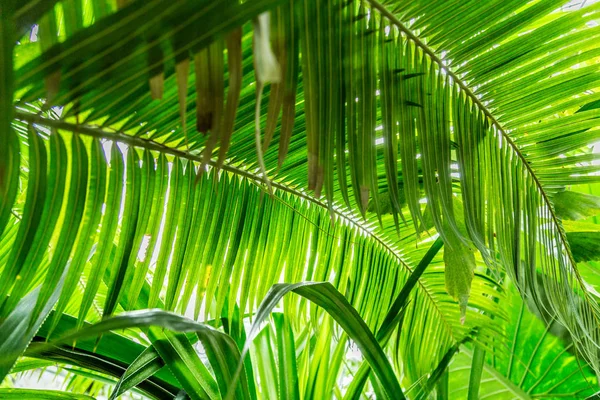 Palm elhagyja a zöld alnyomat-minta — Stock Fotó