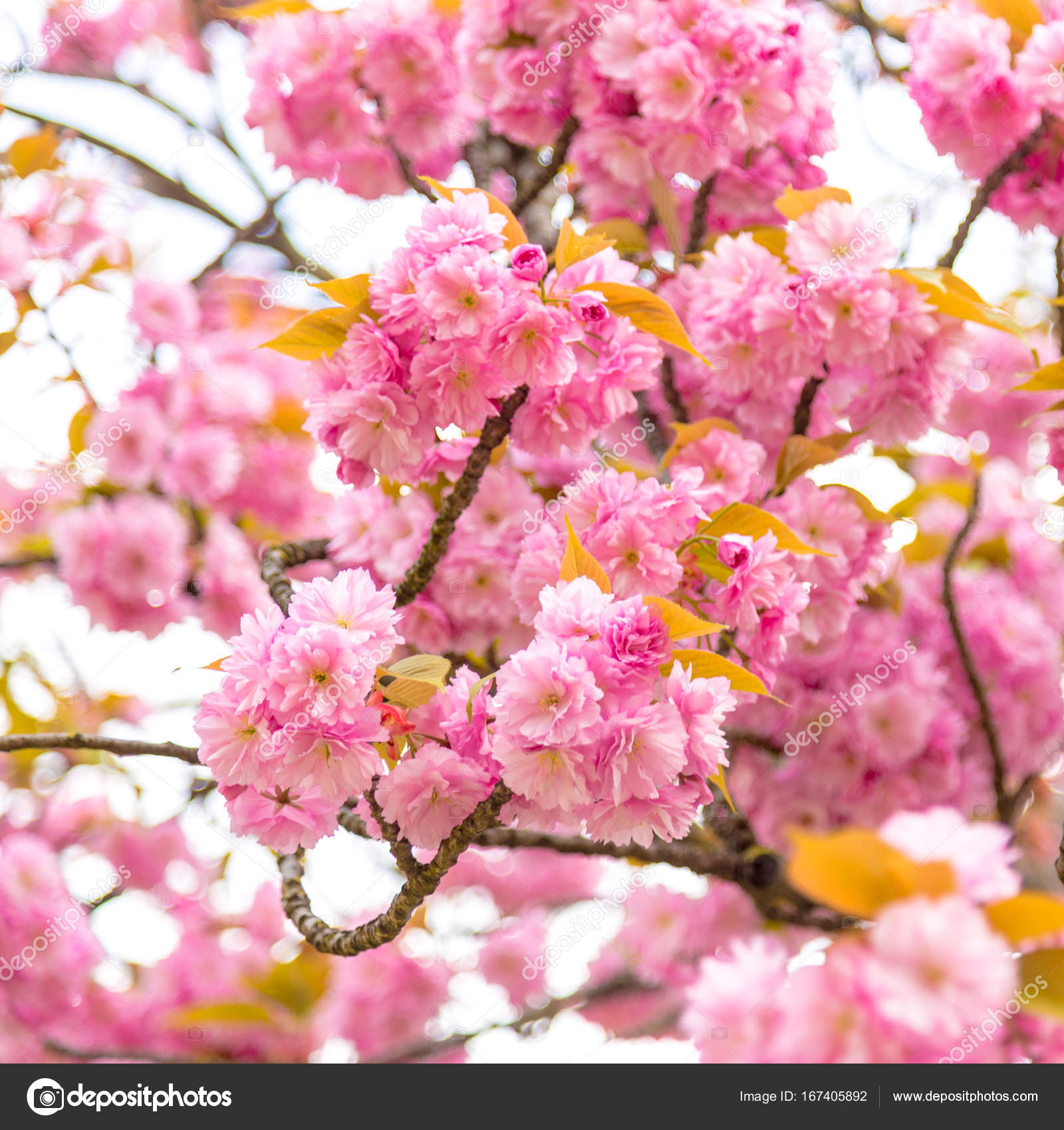 Download Blossom Tree Over Nature Background Spring Flowers Stock Photo C Gilmanshin 167405892 Desktop Wallpaper Wallpaper Blossom Tree Over Nature Background Spring Flowers Stock Photo C Gilmanshin 167405892 For iPhone Free