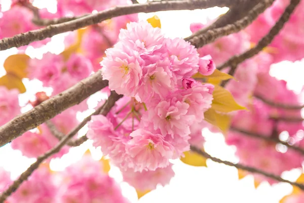 Blütenbaum über Natur Hintergrund Frühling Blumen — Stockfoto