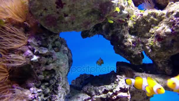 Falsa palhaço anemonefish ou nemo Amphiprion ocellaris — Vídeo de Stock