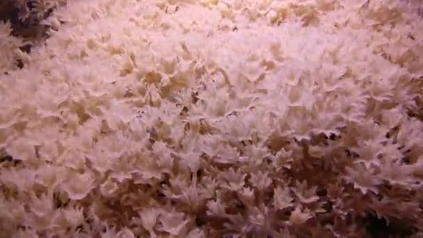 Pulsatory kolonie van witte pulse zachte koraal Heteroxenia fuscescens — Stockvideo